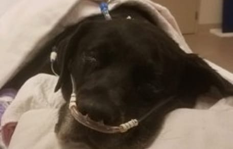 femelle labrador qui attend 21 chiots