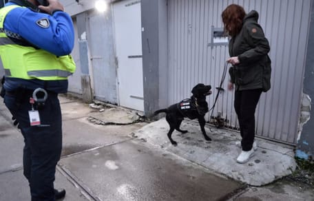 Labrador Ben vindt ieder spoor van vuurwerk