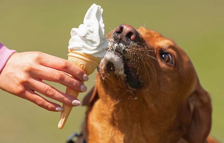 Labrador eet ijs