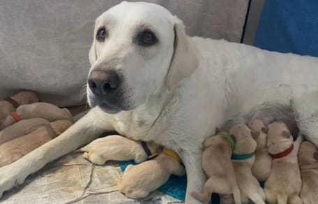 labrador i szczenięta