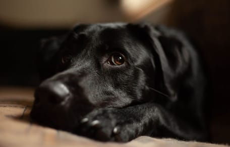 Labrador noir