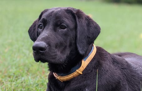 Labrador noir