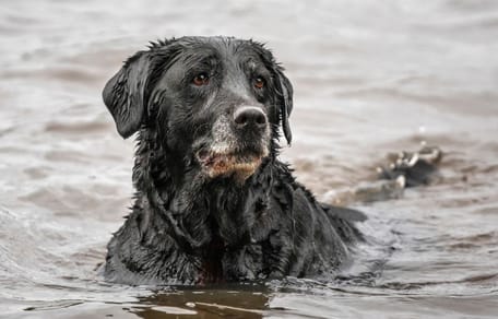 Czarny labrador