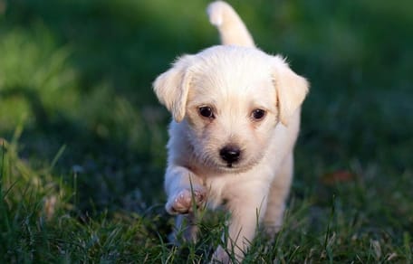 Labrador puppy running on grass