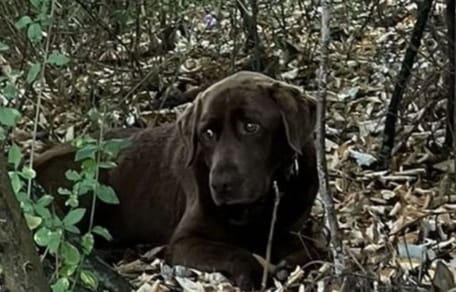 Labrador Shadow is na 1,5 maand weer terecht