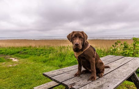 Labrador sitzt auf Tisch am Meer auf Sylt