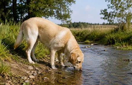 Labrador trinkt aus Bach