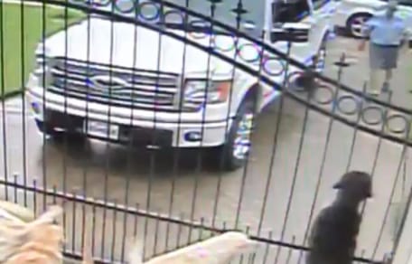 Labrador che aspettano al cancello