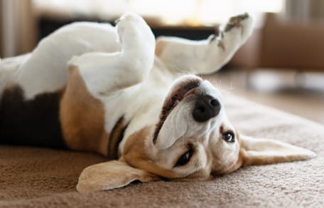 Offizieller Beschluss: Über diese neue Nachricht jubeln gerade Tausende Hundehalter!