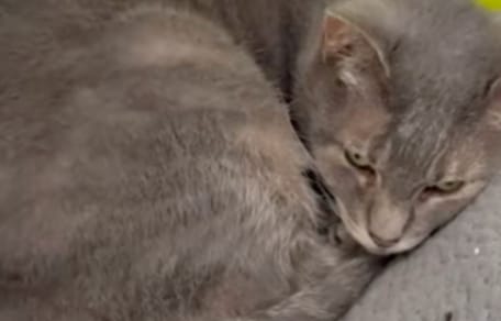 Lala la chatte