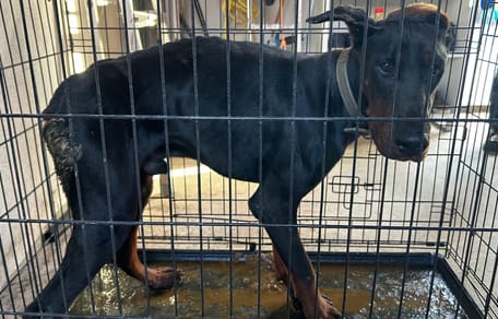 Landelijke inspectie dienst treft zwaar verwaarloosde Dobermann aan in Hendrik-Ido-Ambacht
