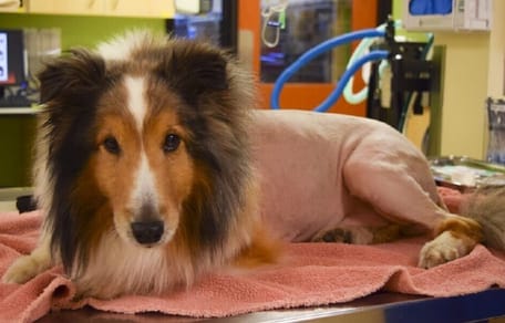 Un chien aux poils longs