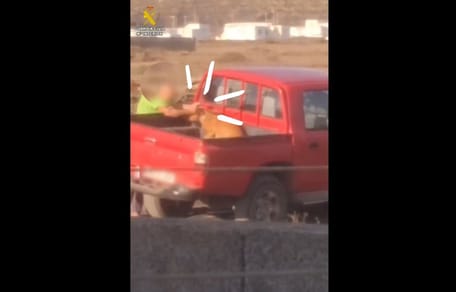 Brutal agresión a una perra de 9 meses en Lanzarote: el vídeo que pone el grito en el cielo
