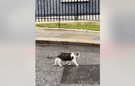 Larry the cat welcoming new Prime Minister Andy Burnham