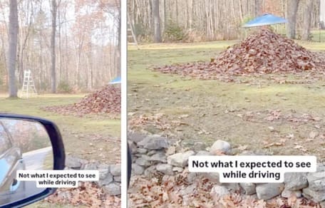 Laubhaufen mit Augen