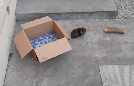 Der Karton mit einem Kätzchen daneben