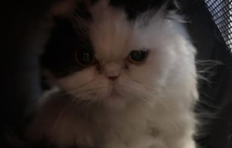 Le chat dans sa panière
