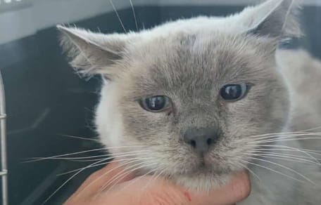 Le chat de 16 ans