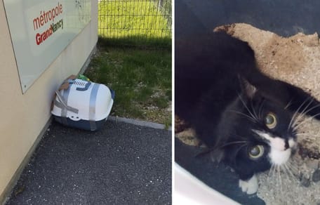 Le chat enfermé dans sa litière