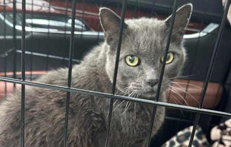 The lost cat in a travel carrier