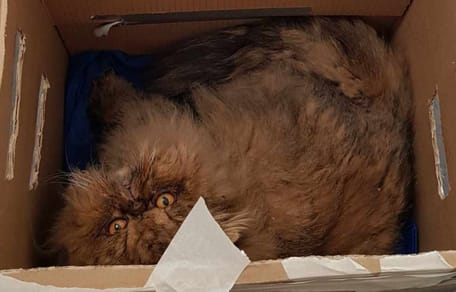 The Persian cat in the cardboard box it was abandoned in