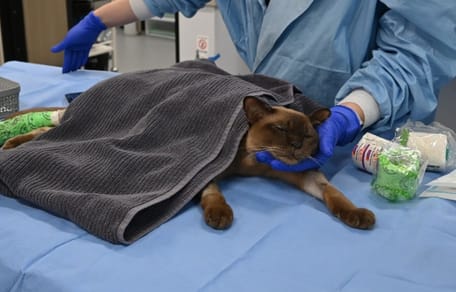 De kat die een wasmachinecyclus overleefde