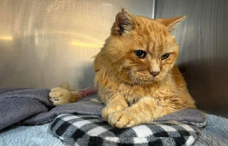 The 21-year-old ginger cat