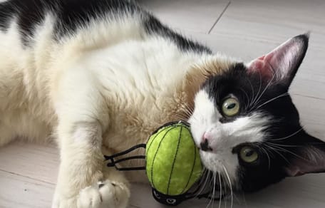 Il gatto Sir Purr