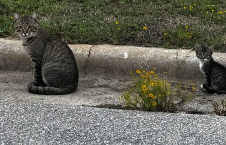 Le chaton abandonné et un chat errant