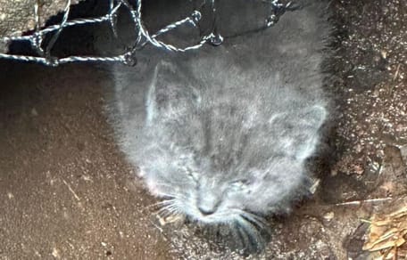 Salvano un gattino da un tubo di scarico e scoprono qualcosa nei giorni seguenti