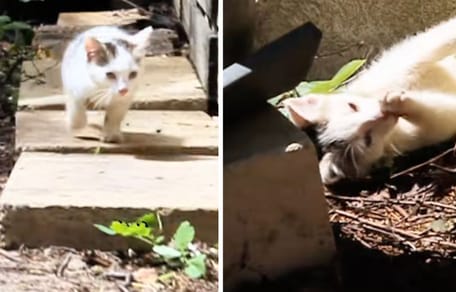 Le chaton dans le jardin