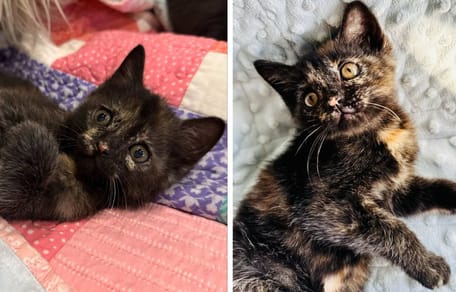 Le chaton écaille de tortue