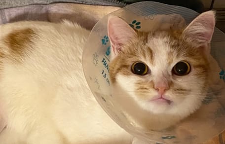 Una familia abandona a un gatito