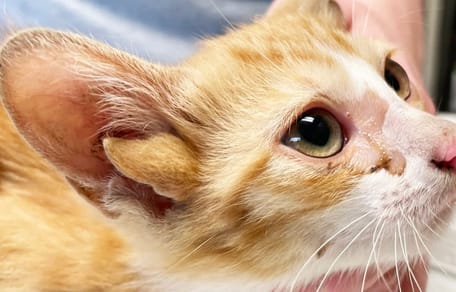 The ginger kitten with four ears