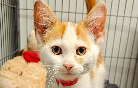 Le chaton trouvé dans la boîte aux lettres
