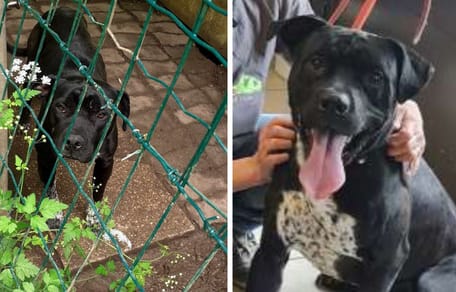 Le chien abandonné au refuge