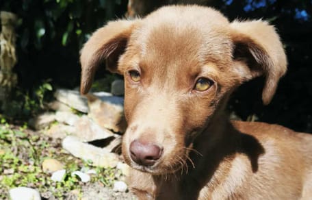 Le chien abandonné en pleine nature