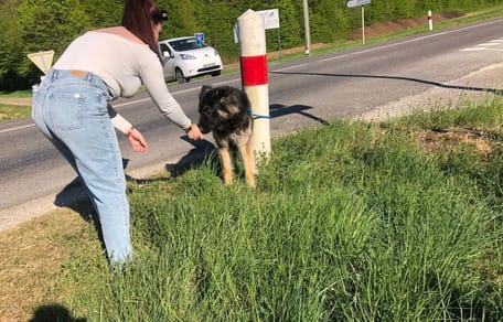 Dog abandoned on main road