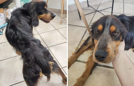 Le chien amaigri