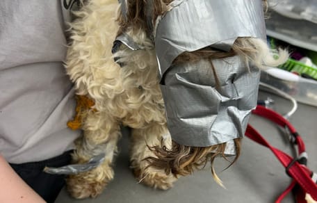 Le chien avec du scotch autour de la tête