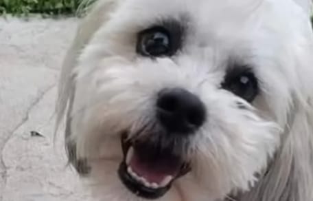 Il cane cieco ucciso da un agente di polizia