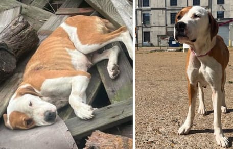 The Pit Bull cross lying in rubbish