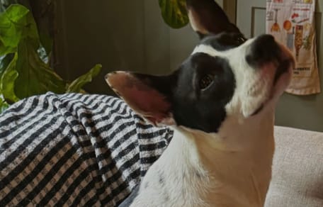 Il cane di Ireland Baldwin