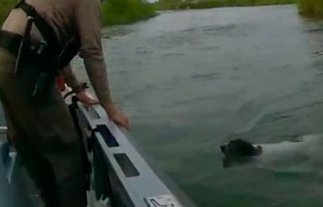 Le chien dans la rivière