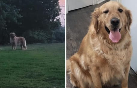 Der im Park entdeckte Hund