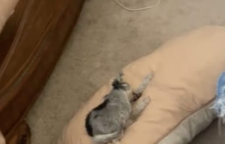 Le chien fait la sieste
