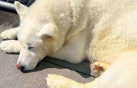 Le chien Husky