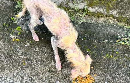 Le chien lorsqu'il a été trouvé dans la rue