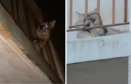 Der Wolfhund auf dem Balkon