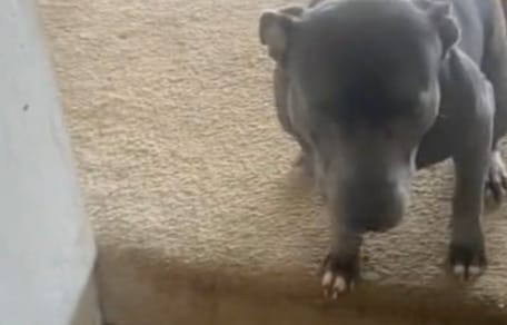 Hund Monty sind alle Kommandos egal: Als das Frauchen den Grund versteht, hat es eine brillante Idee